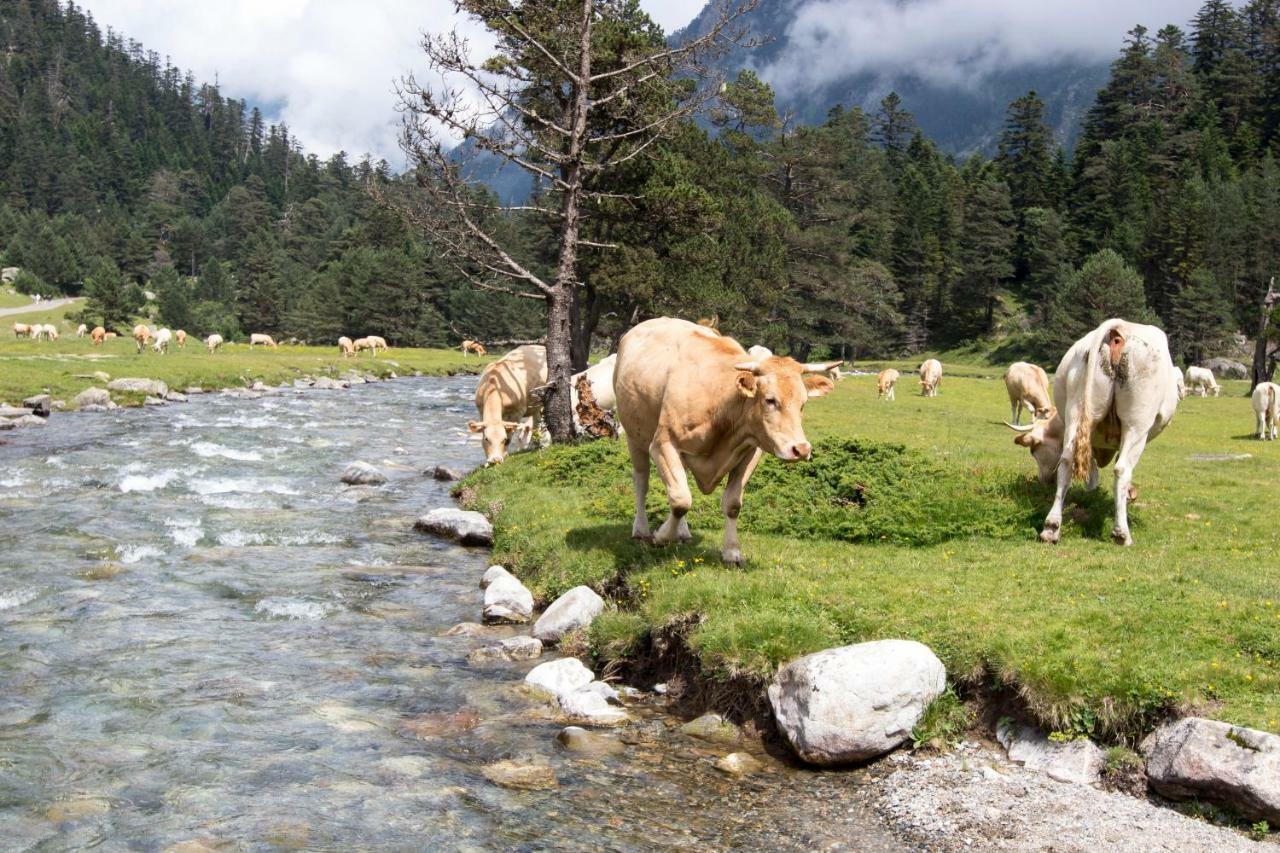 Le Gypaete, T1 Bis, Vue Montagne, Wifi, Ascenseur, Balcon, 6 Personnes Daire Cauterets Dış mekan fotoğraf